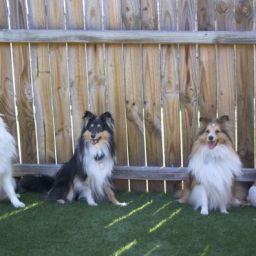 ARF’s The Art of the (Dog) Party