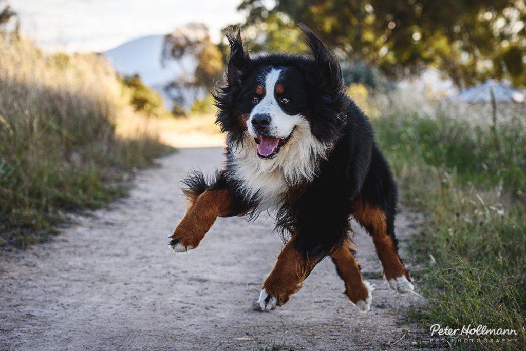 Percy_the_Bearnese_Mountain_Dog-1024x684.jpg
