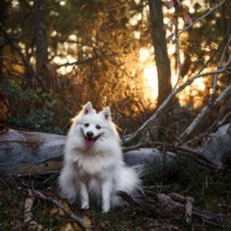 HerCanberra’s Pawfect Portraits