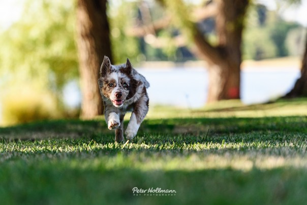 Canberra-pet-photography-3.jpg