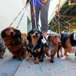 HerCanberra’s Five Unwritten Rules of Dog Walking